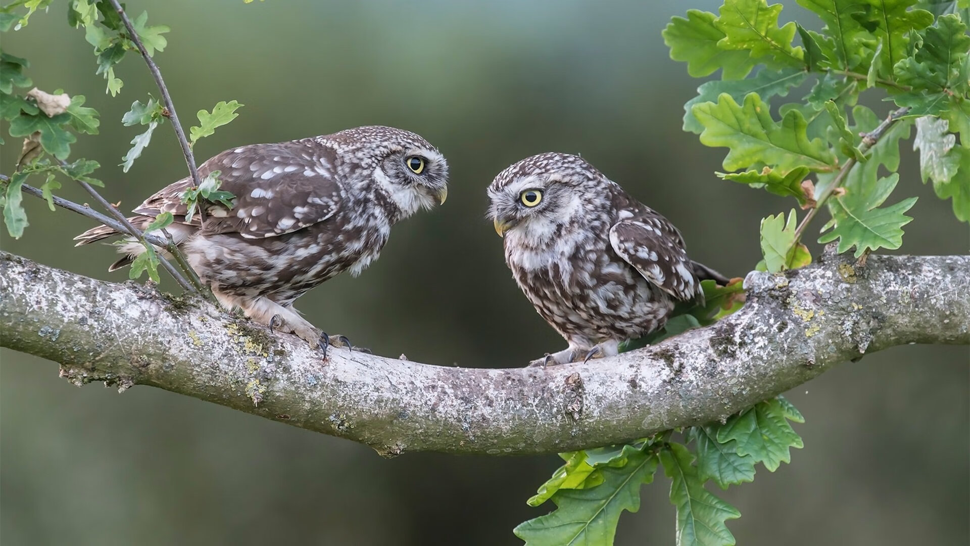 南美风暴席卷欧洲，委内瑞拉正面击溃葡萄牙，克瓦拉茨赫利亚加冕关键先生